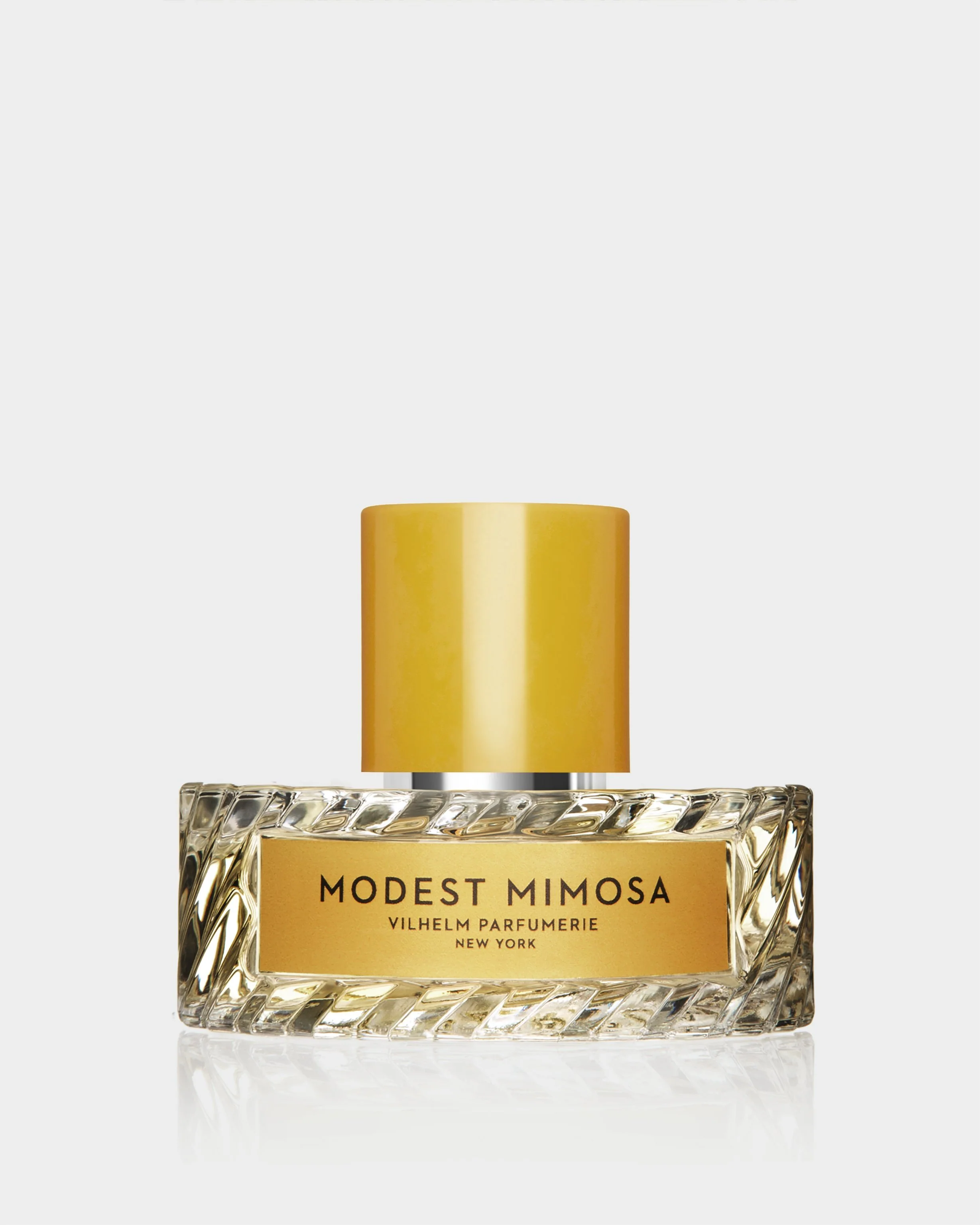 MODEST MIMOSA - Image 4